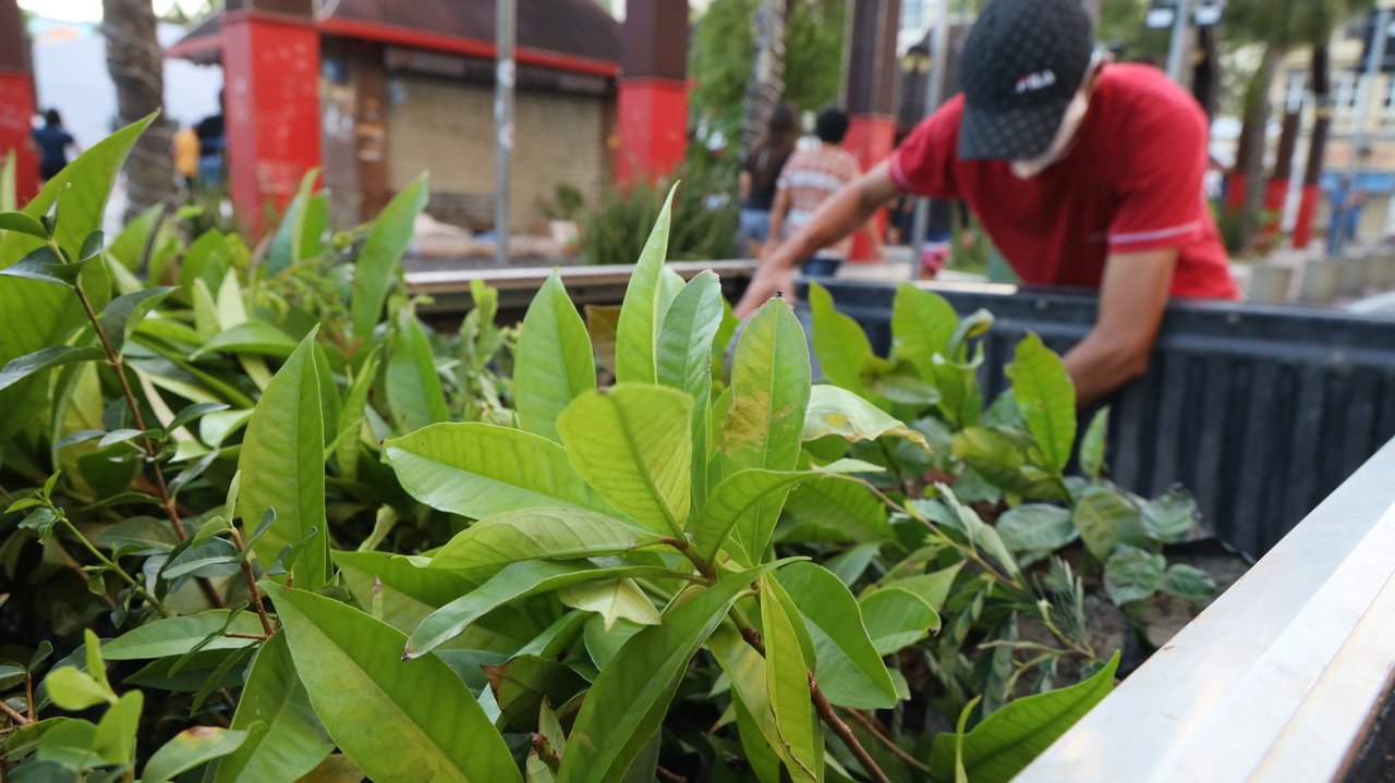 Campanha pelo Verde: Ceará Natal de Luz 2025 vai distribuir 150 mil mudas ornamentais e frutíferas