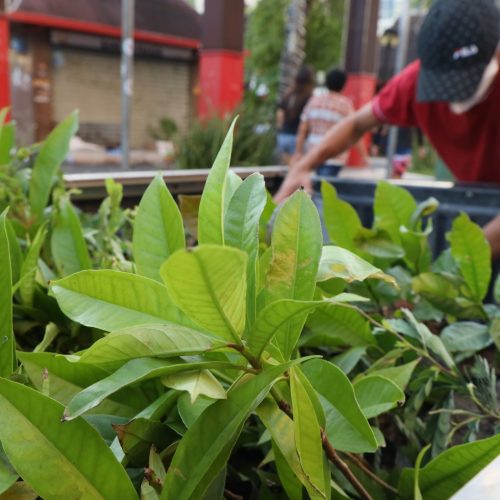 Ceará Natal de Luz inicia campanha pelo verde nesta segunda-feira (20)