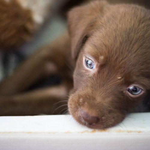 Shopping Benfica sedia evento de adoção de animais